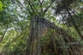 Big Ã¢â¬ÅCurtainÃ¢â¬Â Fig Tree in the Rainforest of Atherton Tablelands, Yungaburra, Queensland